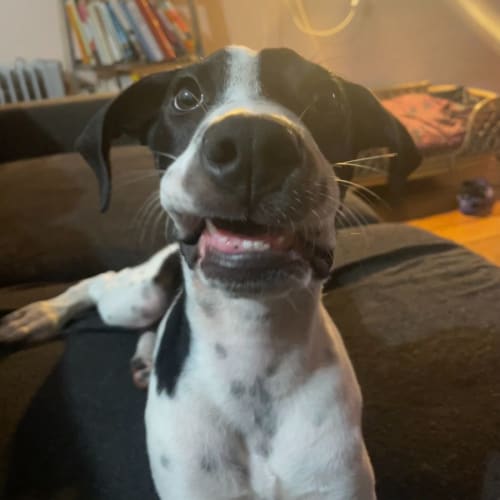 Zebo