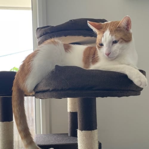 Ginger