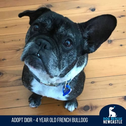 Dior - 4 Year Old French Bulldog (On Trial)