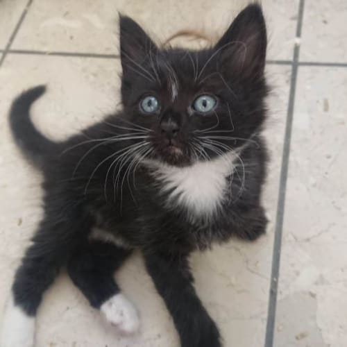 Daisy **2nd Chance Cat Rescue**
