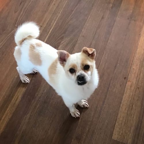 Charlie boy