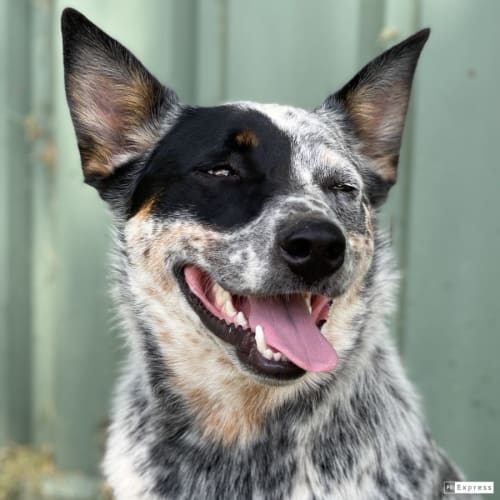 Loki
