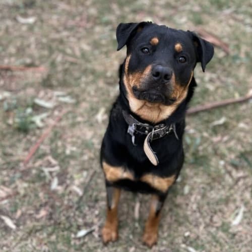 Nala
