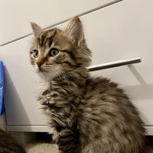 Pixxie (was Half Pint)