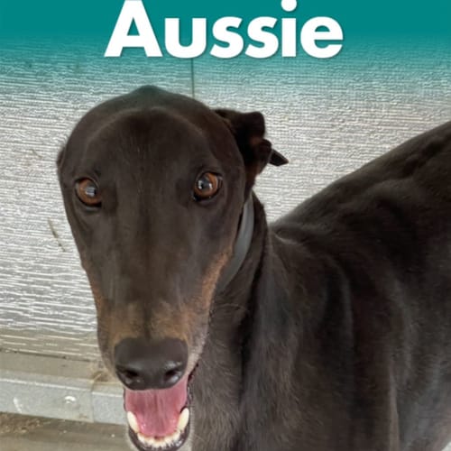 Aussie