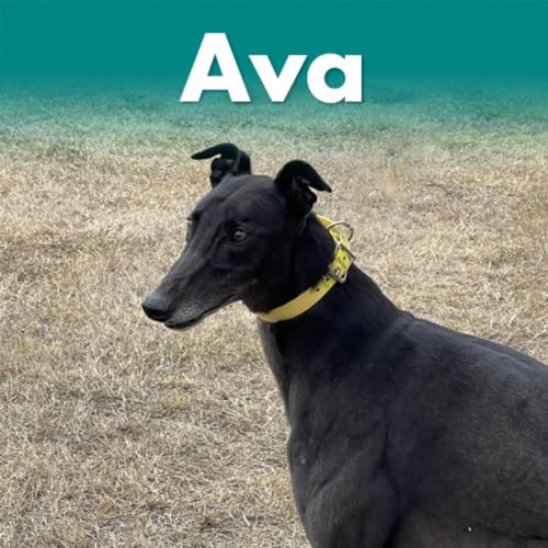 Ava