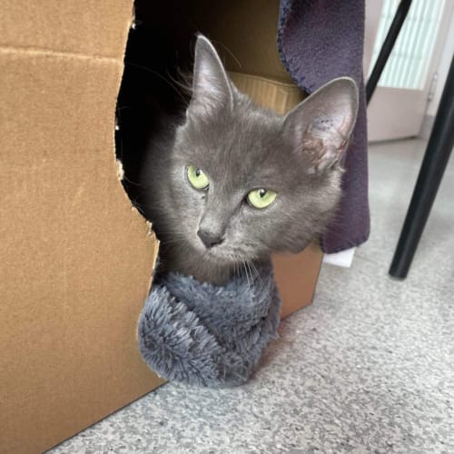 Luna ~ Adopt me @ PetstockMorningtonCentral😻