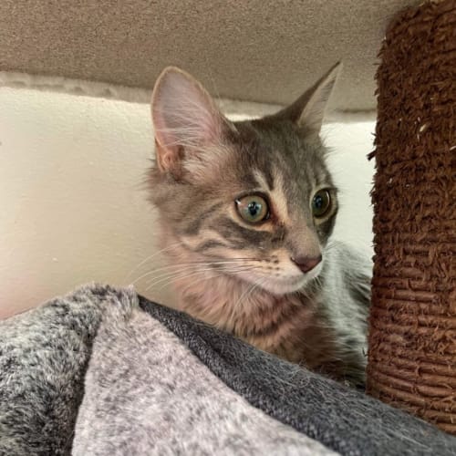Charlie ~ Adopt me@PetstockMorningtonCentral