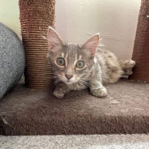 Charlie ~ Adopt me@PetstockMorningtonCentral