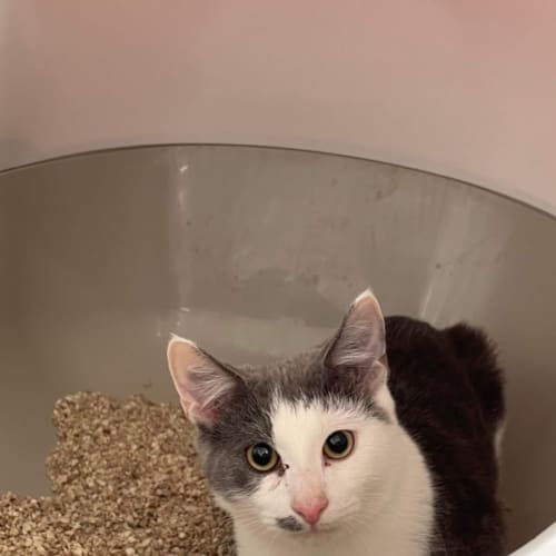 Fern ~ Adopt me @ Petstock hastings 