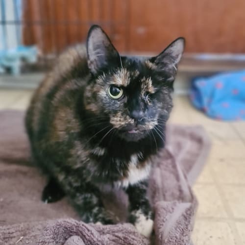 Delilah