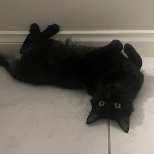 Coda