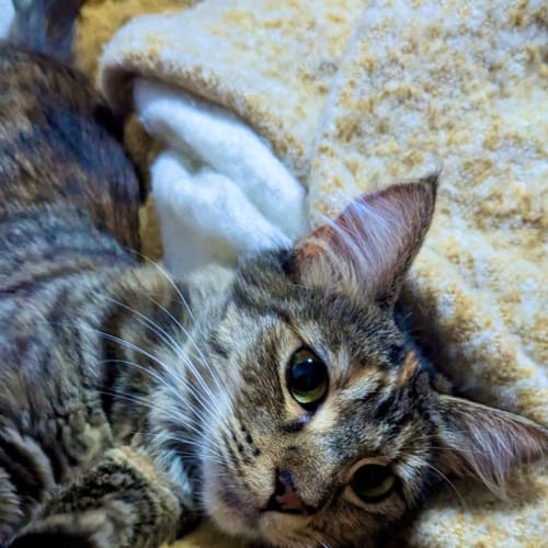 Portia