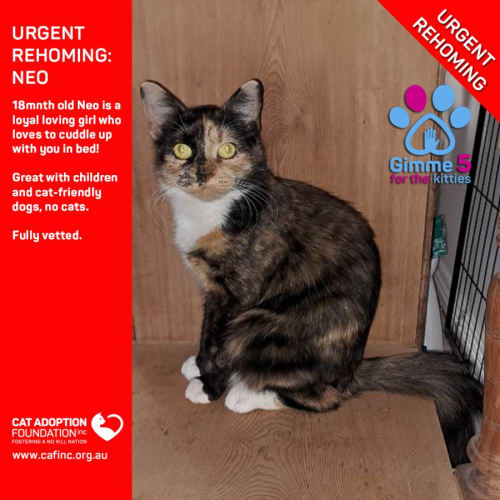 Neo Private Rehoming No Charge!