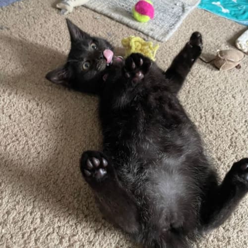 Gatita **2nd Chance Cat Rescue**