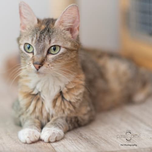 Princess **2nd Chance Cat Rescue**