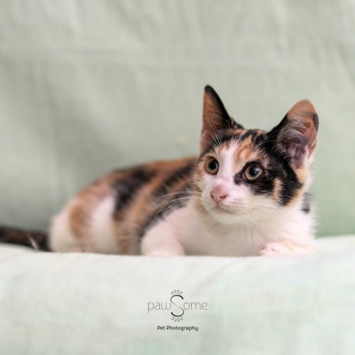 Patches **2nd Chance Cat Rescue**