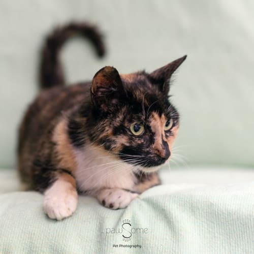 Socks **2nd Chance Cat Rescue**
