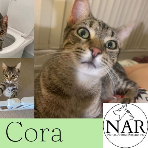 Cora
