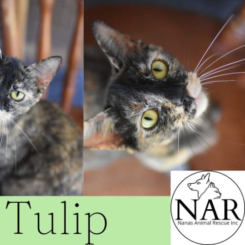 Tulip 