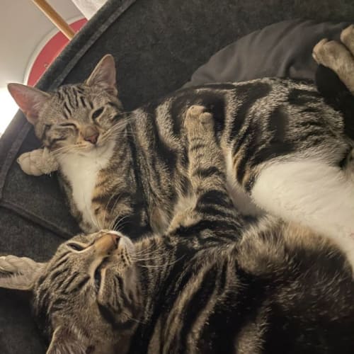 JJ & Spot
