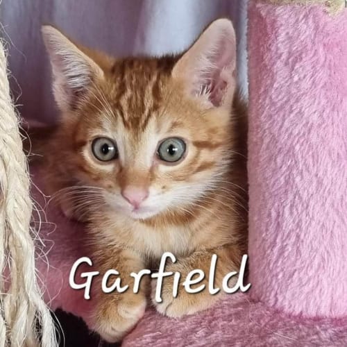 Garfield
