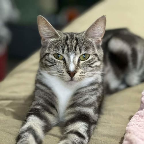 Tabitha