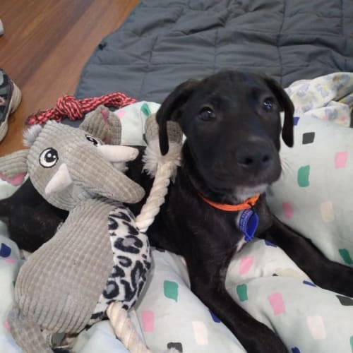 Toby - 2 Month Old Labrador Retriever X (On Trial)