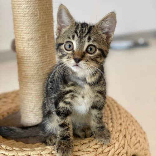 Pip