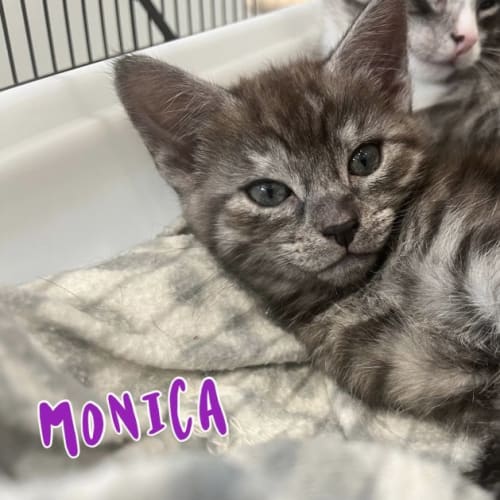 Monica