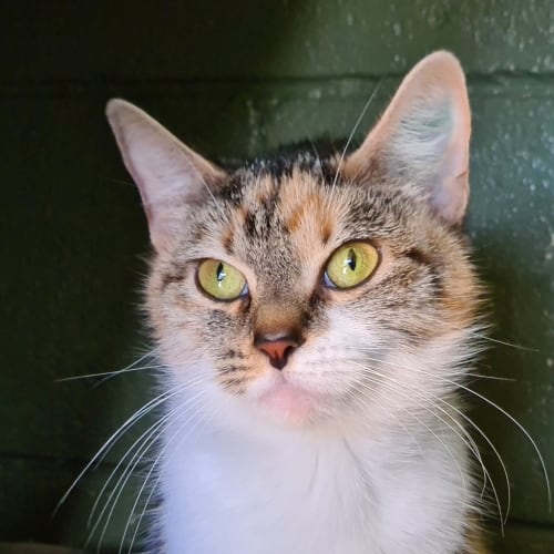 Isabella 