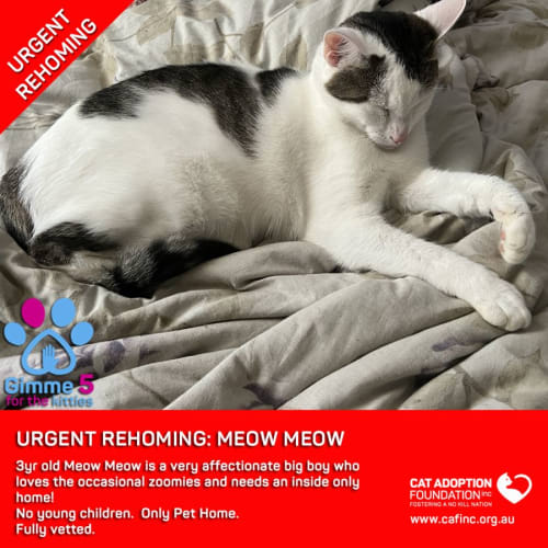 Meow Meow Private Rehoming No Charge!