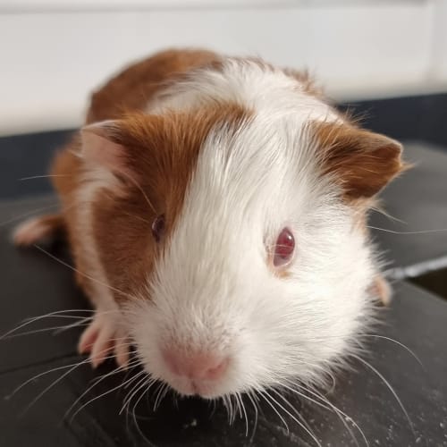 Pepper