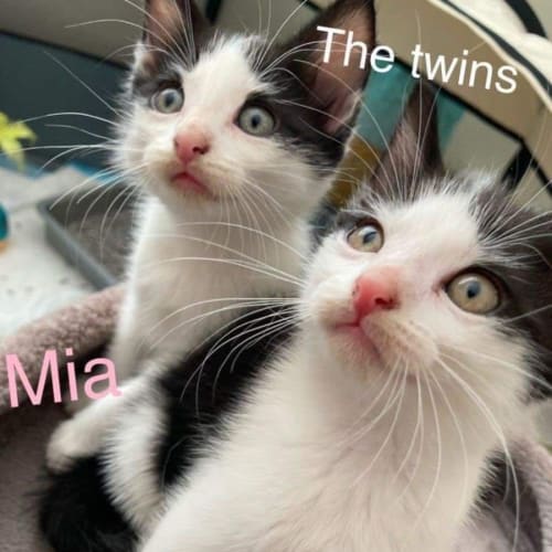 Mia and Pia 