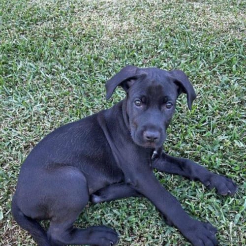 Joan - 9 Week Old Wolfhound X (On Hold)