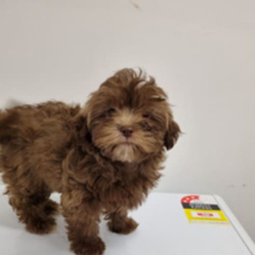 Cinnamon