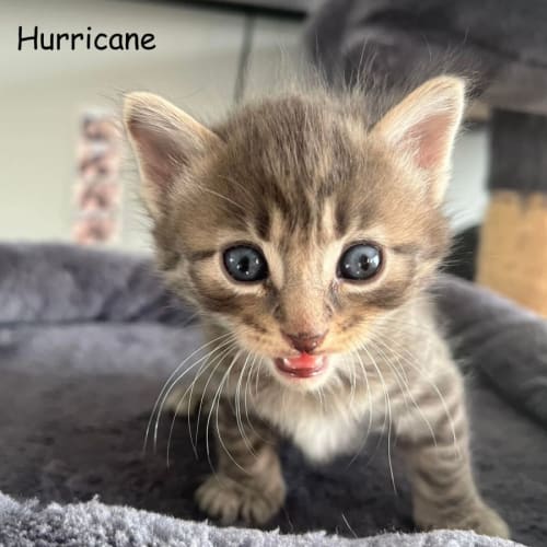 Hurricane