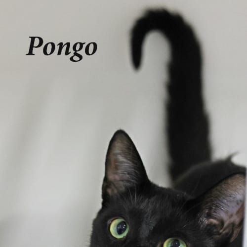 Pongo