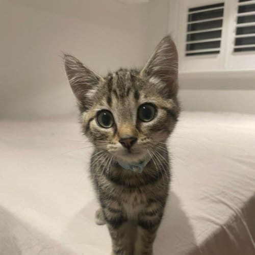 Murphy**2nd Chance Cat Rescue**