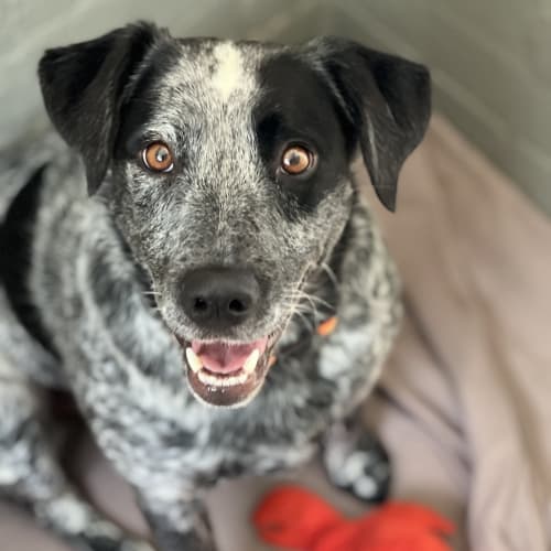 Nova