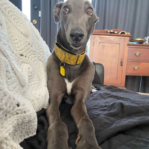 Bluey