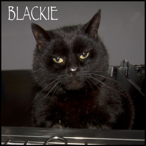 Blackie