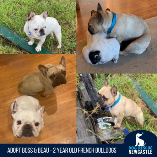 Boss & Beau - 2 Year Old French Bulldogs(On Trial)