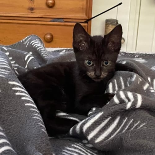 Remy **2nd Chance Cat Rescue**