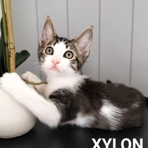 Xylon