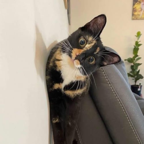Delilah