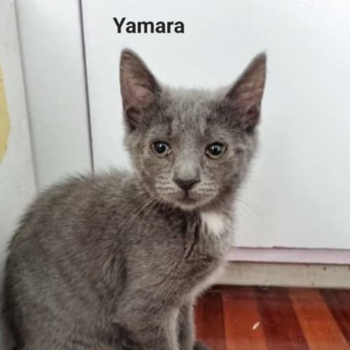 Yamara