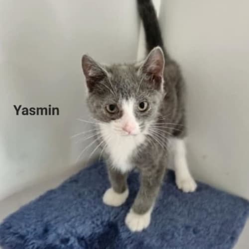 Yasmin