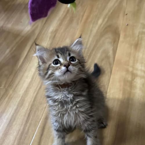 Brownie