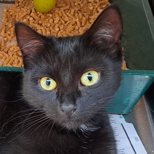 Binx